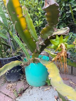 White flesh dragonfruit