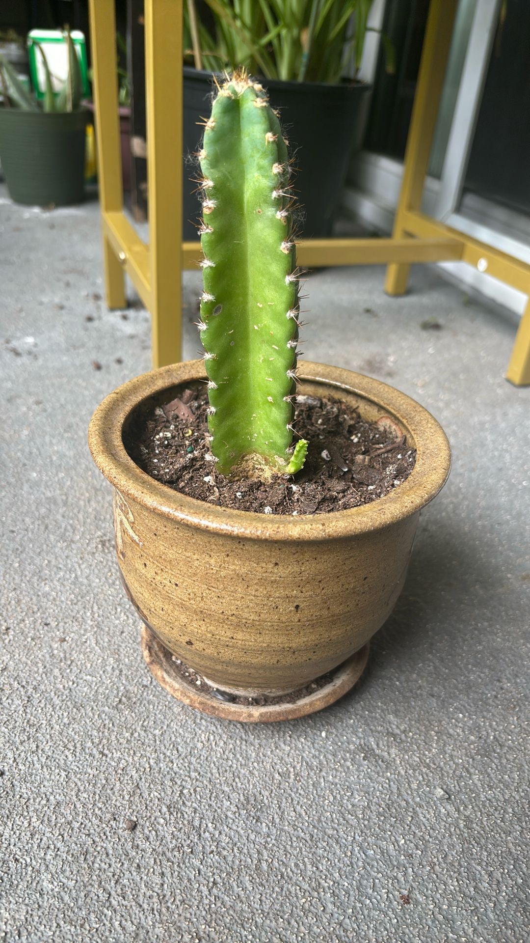 San Pedro Cactus