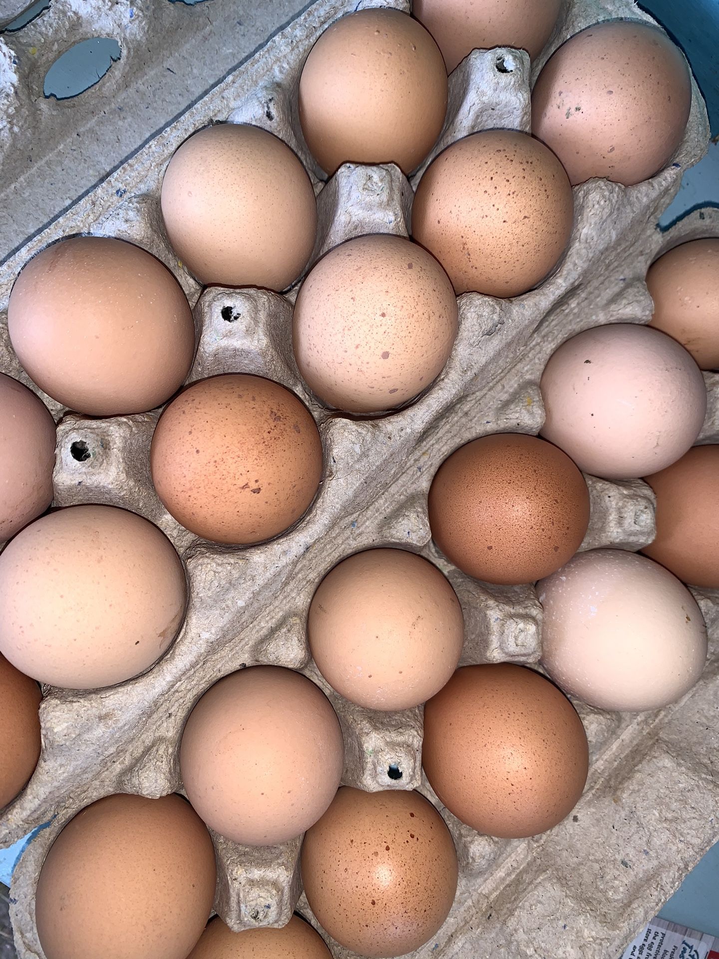 Eggs