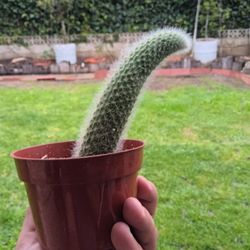 Monkey Tail 4 Inch Indoor Succulent House Plant