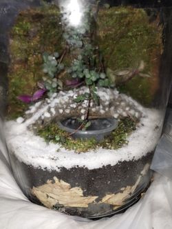 Living Wall With Bridge Terrarium 