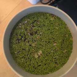 Floating Aquarium Plants Water Spangles + Duck Weed