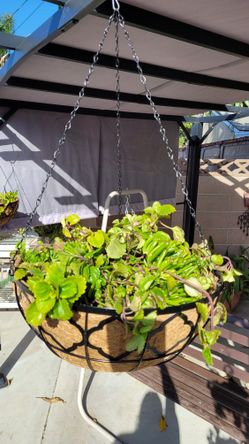 Hanging Planter