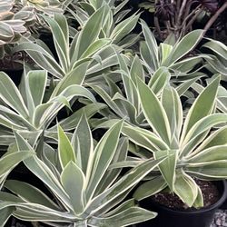 Agave Attenuata In 5 Gallon Pots $25 Each 