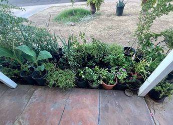 Lot of Potted Plants Various Types