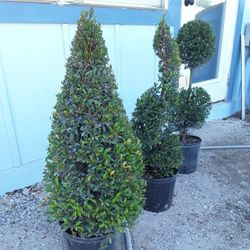 Small Topiary's $29.99 Each 