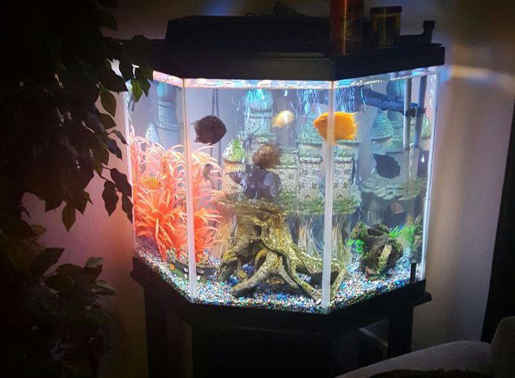 39 gallon fish tank with canister filter