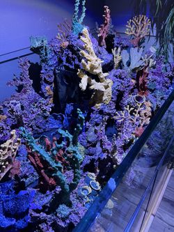 Corals All Different Shapes And Sizes !
