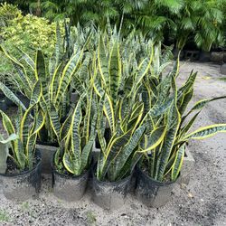Snake Plants In 3 gls Pot. SPECIAL PRICE 🤩