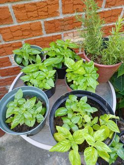 Organic Basil