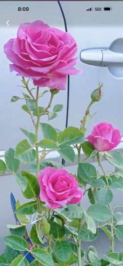 Climbing Rose