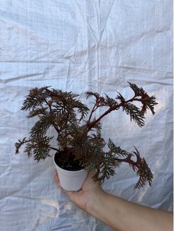 4” begonia bipinnatifida