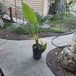 Elephant Ear Plant 