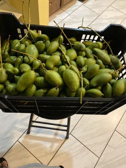 Mango verde $10 por libra