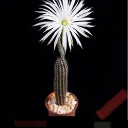 Echinopsis mirabilis live Rooted/ 4”-6”/get 2 free Succulent cuttings