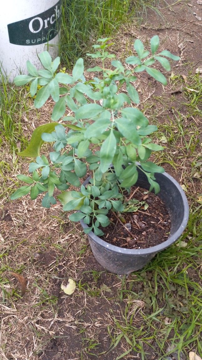 Rue Ruda Plant MACHO 