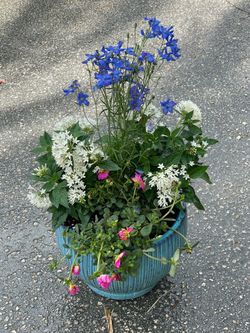 Perennials and pot