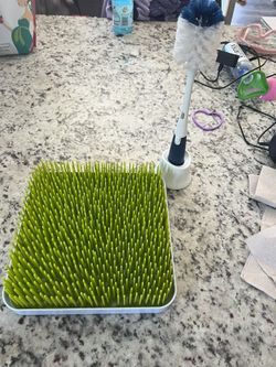 Baby Bottle Grass