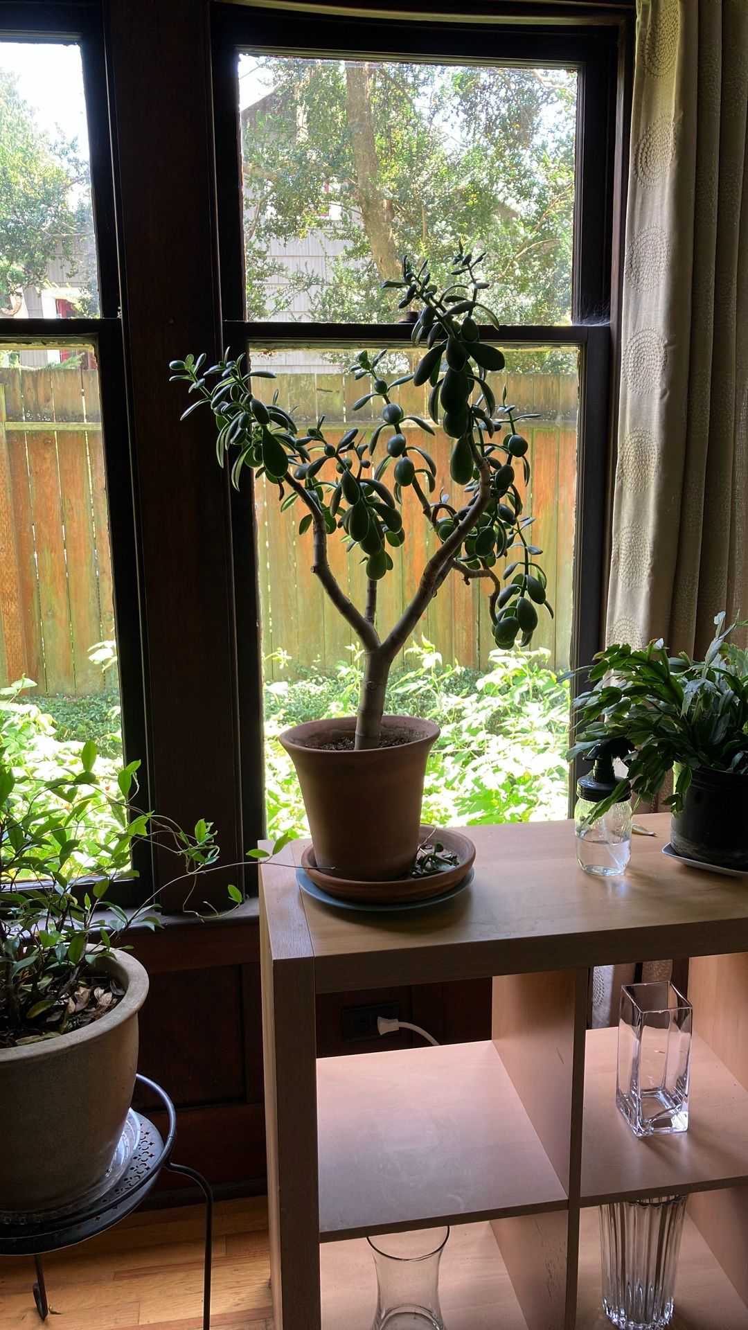 Jade Plant In Terracotta Pot
