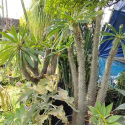 pack a Podium Palm plant Madagascar plant