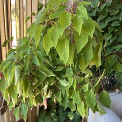 Jumbo Poinsettia Plant