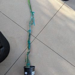 Halley's Comet And Lisa Dragon Fruit Rooted Plant