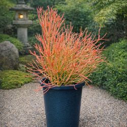 16-24” Beautiful Red Fire Stick Plant In A Pot, Pencil Plant Succulent