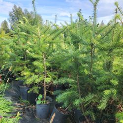 Douglas Fir Trees