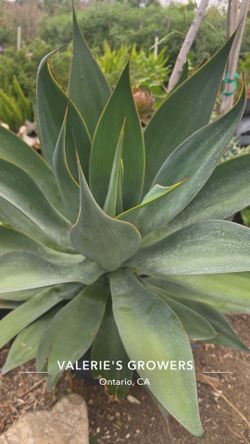 Agave Blue flame