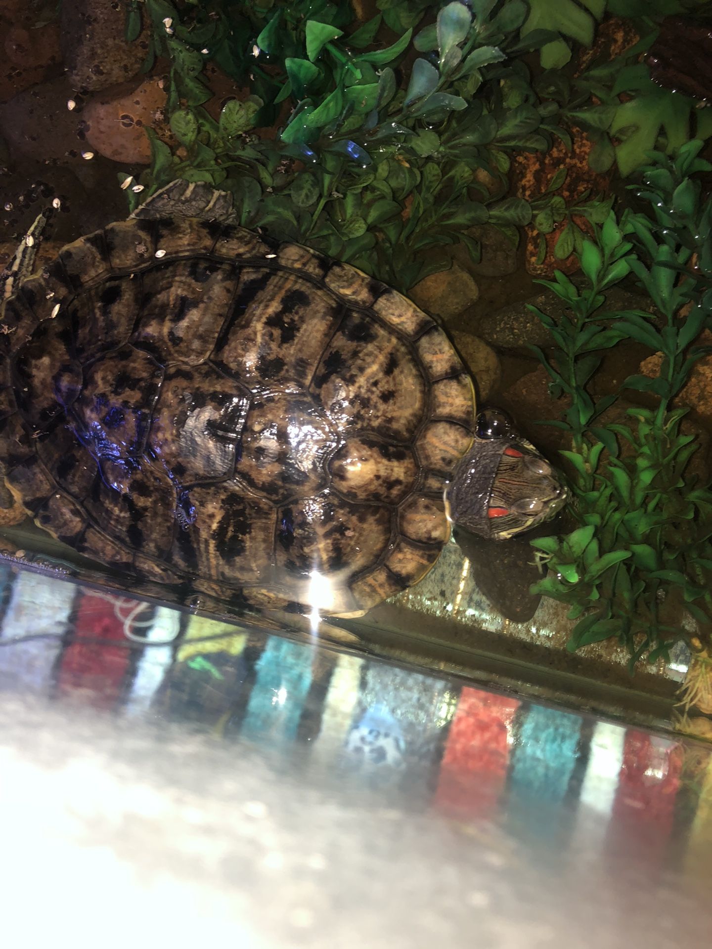 Red Eared Slider Turtle Enclosure