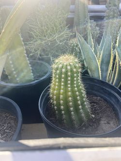 Plant Plants Plants :)