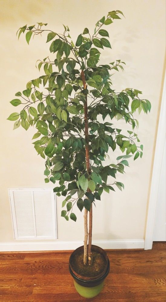 6 Ft Artificial Ficus Tree