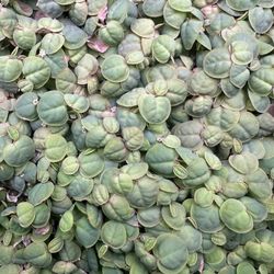 Red Rooted Floaters Aquarium Plant 