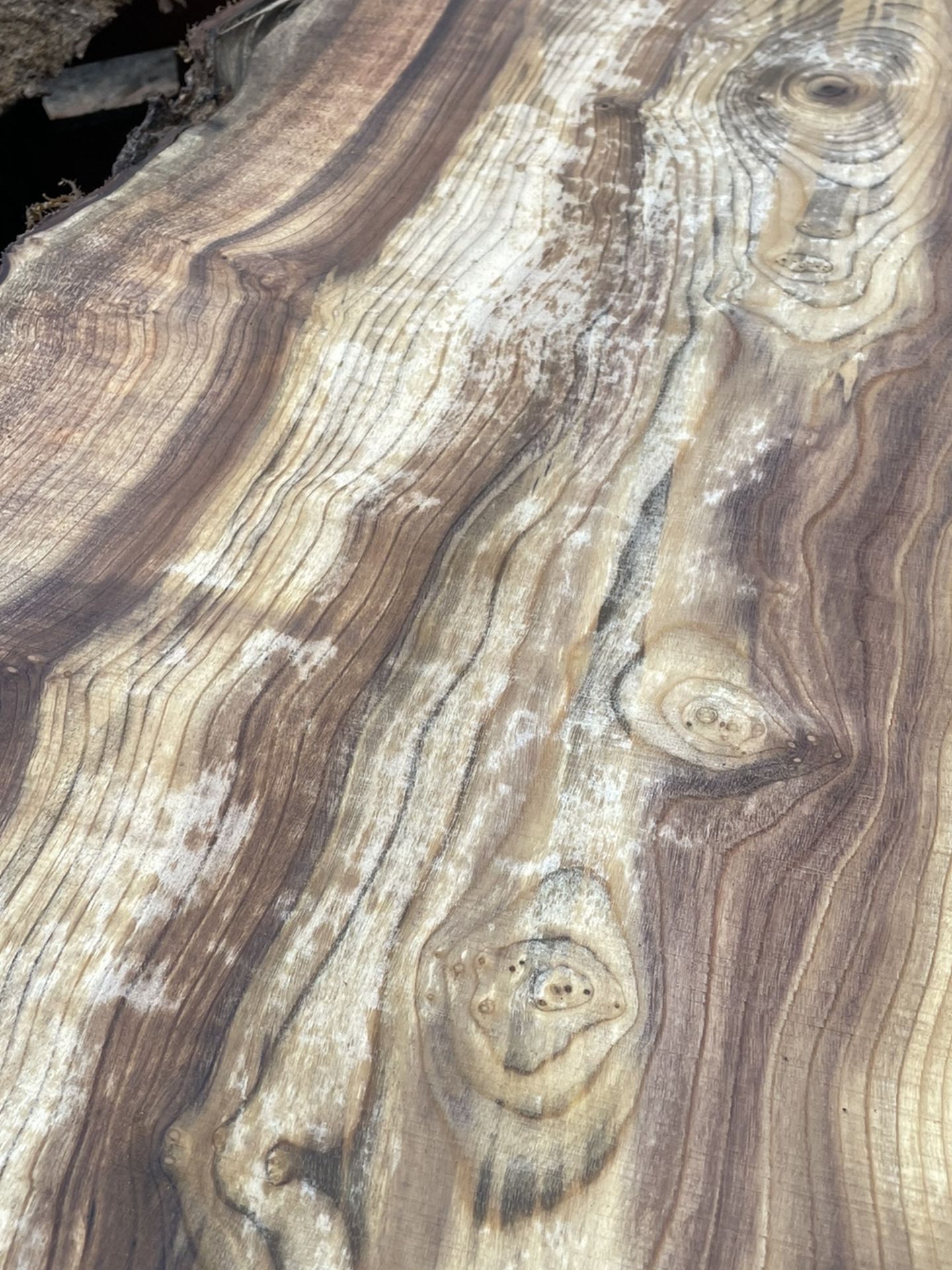 Absolutely stunning myrtlewood live edge slabs
