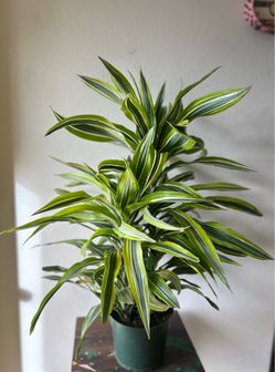 Dracaena fortune plant