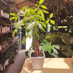 Money Tree