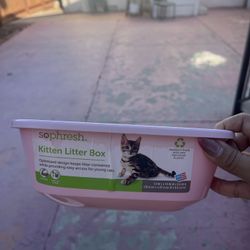 Kitten Litter Box