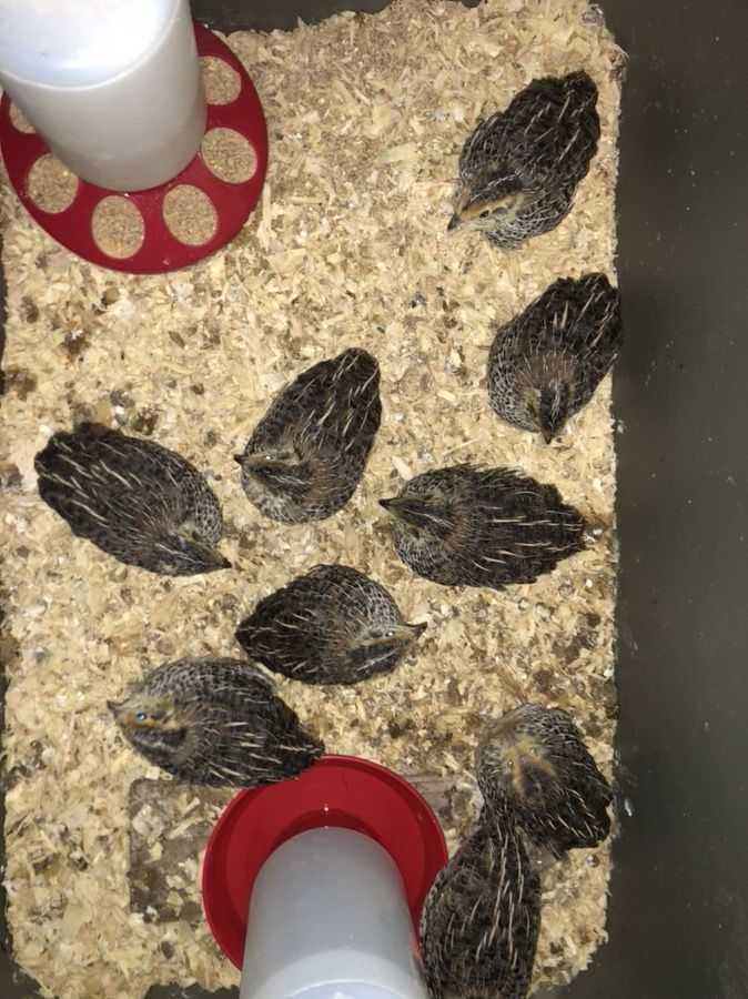 Quails for sale/ codornices de venta