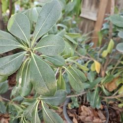 Large Planter.  Is Similar To Evergreens. U CAN Shape Them Up. Too Pick Up 