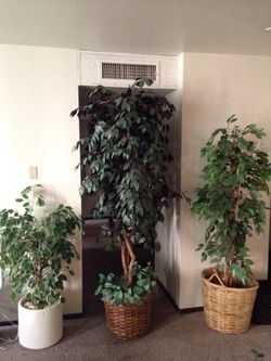 Nice large big tree plants for your home!!