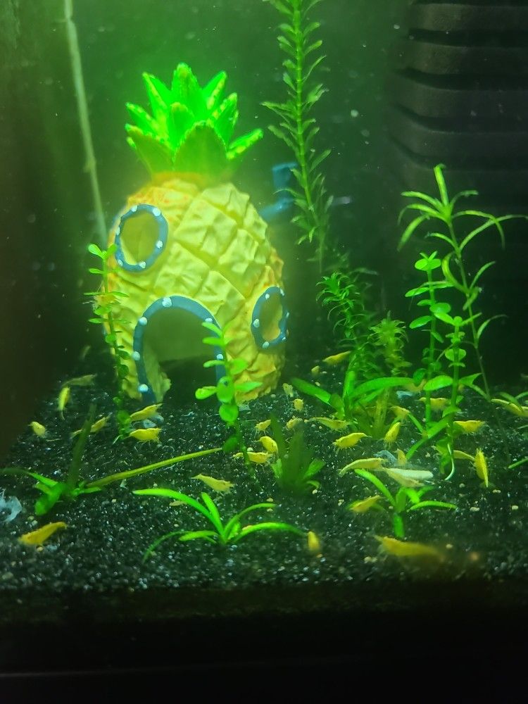 Aquatic Plants 