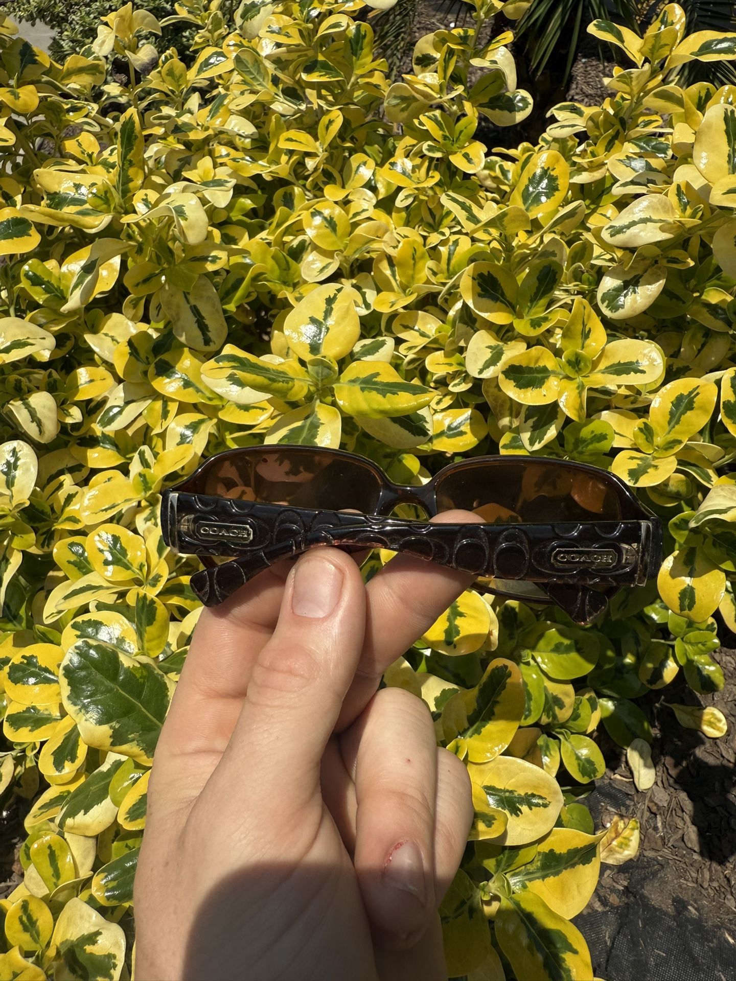 Coach Sunglasses