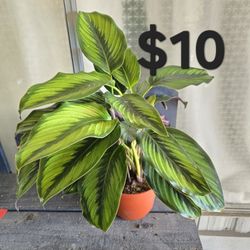 Pinstripe Plant 