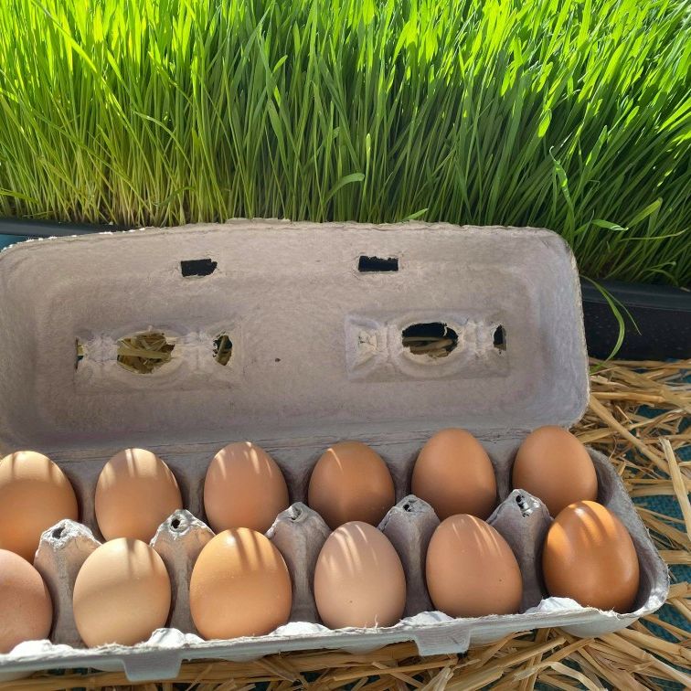 Fresh Organic Brown Eggs for Sale in Palmdale, CA OfferUp