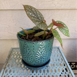 Spotted Begonia Plant In Beautiful Turquoise Ceramic Pot With Matching Catch Tray