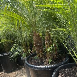 Pygmy Palm 20g $115 Each
