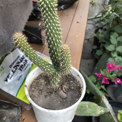 Cactus