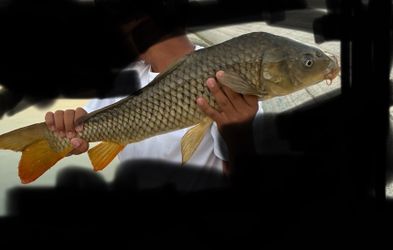 Carp fishing spot RSM