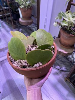 Hoya Kerri