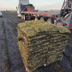 Farm Fresh Grass For Sale
